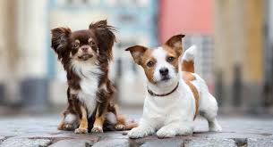 Jack russells are full of energy and will need plenty of physical activity to prevent boredom. Jack Russell Chihuahua Mix Could The Jack Chi Be Your Perfect Pet