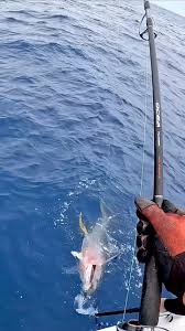 Love hearing Stella sing … @shimano.fish , .., .., #yellowfintuna #topwater  #blowups #fishing #tunafever #offshore #fishingvideo