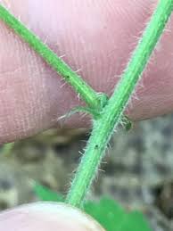 Image result for Tragia prostrata