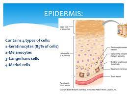 The epidermis is an epithelial layer and the dermis is a layer of connective tissue. Basic Skin Structure Dr Salman Bin Dayel M D College Of Medicine Salman Bin Abdulaziz University Ppt Download