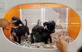 Colorado Lawmakers Discussing Banning Sales Of Dogs And Cats At Pet Stores I M From Denver