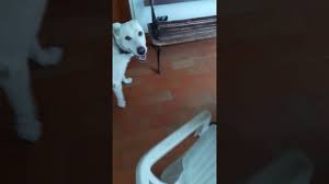 Il cane domestico, in libertà, non si allena: Il Cane Della Mia Ragazza Che Scopa Youtube