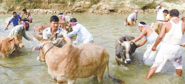 Mga resulta ng larawan para sa Bathing cow on the Goru Bihu eve"