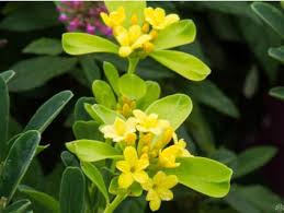 Image result for z p%u0159ednice jedovat 