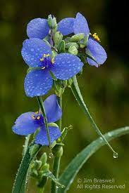 Fruhlingsgefuhle Spiderwort Eine Missouri Prariewildblume Zeigen Sie Mir Naturfoto Fruhlingsgefuhl Wildwood Flower Beautiful Flowers Planting Flowers