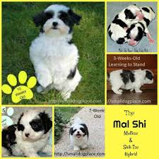 Shih Tzu Growth Chart New Shih Tzu And Maltese Designer Dog