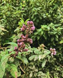 Image result for Lippia abyssinica