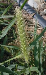 Image result for Setaria pumila
