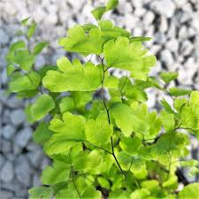 Image result for Adiantum capillus-veneris