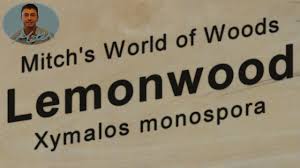 Image result for Xymalos monospora