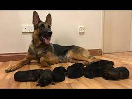 German Shepherd Giving Birth To 9 Puppies First Litter Youtube