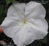 Image result for Jasminum stenolobum