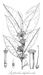 Image result for Leptaulus