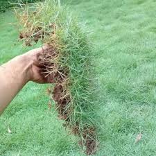 Di antaranya adalah, rumput gajah, rumput gajah mini, rumput manila, rumput pekking, rumput swiss, rumput golf dan rumput jepang yang akan menjadi pokok bahasan kali ini. Rumput Peking Rumput Jepang Segar Shopee Indonesia