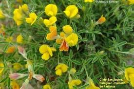 Image result for Argyrolobium stolzii