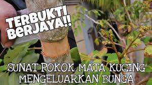 Pokok mata kucing merupakan sejenis pokok yang berasal dari malaysia. Pokok Mata Kucing Berhasil Mengeluarkan Bunga Selepas Proses Penyunatan Sunat Pokok Youtube