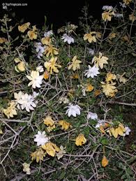 Image result for Gardenia subacaulis