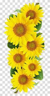 Pin By Perfect Lina On F Fruit Wallpaper Photography Sunflower Painting Sunflower Illustration