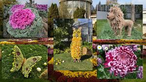 Gradina bbotanica din iasi (fr); Ultima ÈansÄ SÄ AdmiraÈi ExpoziÈia Flori De ToamnÄ Din GrÄdina BotanicÄ