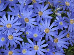 Image result for Cineraria