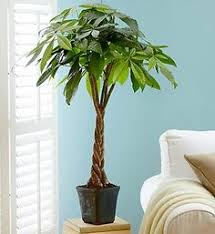 A bonsai is developed in little pots or holders to get the required shape by utilizing wire coils. 850 Grune Kunst Ideas Bonsai Tree Bonsai Bonsai Garden