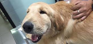 At Some Point In Your Dog S Life They May Wander Too Close To A Bee And Get Stung Don T Panic Here Are Some Tips T In 2020 Dog Bee Sting Golden