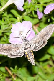 How to identify tomato hornworms (manduca quinquemaculata)identify and control tomato hornworms found in minnesota gardens. How To Stop Tomato Hornworms From Damaging Your Vegetable Plants