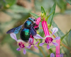 Luckily, there are a number of ways to get rid of carpenter bees, some without using insecticide, and prevent them from causing any more damage to your. Peacock Carpenter Bee Female Xylocopa Lestis Bombylans Redlands2030 Carpenter Bee Bee Baby Bumble Bee