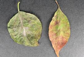 Maybe you would like to learn more about one of these? Description And Management Of Dogwood Diseases University Of Maryland Extension