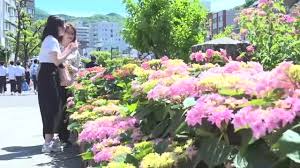 修学旅行生も「暑い！」 アイスが「めっちゃおいしい」 午前中から真夏日のところも 長崎市の眼鏡橋周辺には約1300鉢のアジサイ