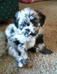 Shih Tzu Pomeranian Mix Black And Brown Cutest Puppy Ever Lexi A 6 Week Old Blue Merle Pomeranian Cockapoo Mix Her Eyes Are Marbled Brown On Top And Blue Puppies Yorkshire Terrier Puppies Dogs