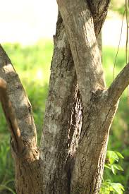 Image result for Grewia monticola