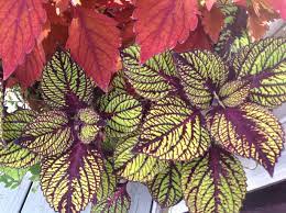 Coleus is a great and colorful foliage accent for containers, baskets and landscape borders or group together with other coleus varieties of. Coleus Fishnet Stockings Carolyn S Shade Gardens