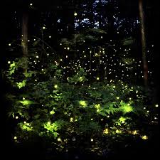 Does Anyone Else Remember Catching Lightning Bugs On Summer Evenings Did You Put Them In A Jar And Watch Them Li Landscape Lighting Firefly Lights Firefly