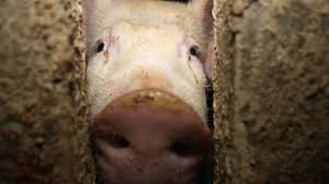 Maybe you would like to learn more about one of these? Moglichkeiten Und Grenzen Beim Aktivismus Hausfriedensbruch Im Namen Des Tierwohls Archiv