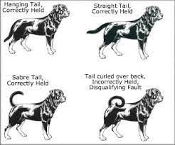 Jax was at risk of not walking at all. Ryder Kennel Understanding Correct Rottweiler Tail Facebook