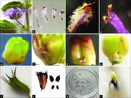 Image result for Hyptis