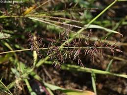 Image result for Eragrostis minor