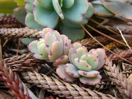 Image result for Kalanchoe fedtschenkoi