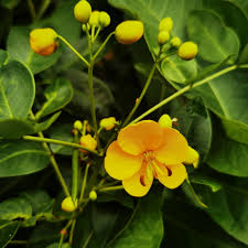 Image result for Senna floribunda