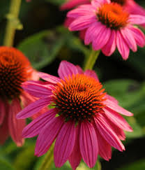 Flowering tobacco produces tubular blooms all summer long. Pest Resistant Plants More Plant Advice The Old Farmer S Almanac