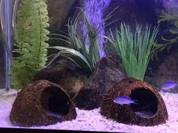 Pin On Aquarium Decor