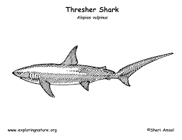 Free coloring pages of basking shark. Shark Thresher Coloring Page
