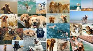 I Love This Collage I Made Best Screensaver Ever Animals Canine Dog Days