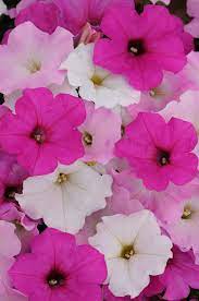 Petunias Flower Seeds Petunias Easy Waves