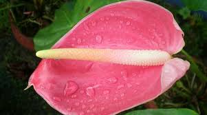 14 Anthurium Types Including A Care Guide And Pictures