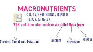 Learn more about 3 of the macronutrients that we use: Plant Nutrition Mnemonic Simplified Biology