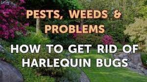 How To Get Rid Of Harlequin Bugs - Youtube