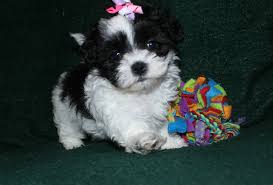 Apr 19, 2019 · the shih poo is a designer cross between the purebred shih tzu and the purebred poodle. Malshi Malshipoo Tlc Puppy Love