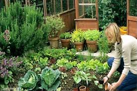Backlinks को monitor कैसे करें. à¤à¤° à¤® à¤ à¤à¤¨ à¤ à¤° à¤¡à¤¨ à¤¬à¤¨ à¤¨ à¤ à¤¬ à¤¹à¤¤à¤° à¤¤à¤° à¤ Great Way To Create In House Kitchen Garden